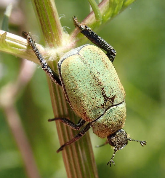 Hoplia argentea